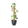 Green Artificial Money Plant leave with Coconut stick | Decorative Plant - Image 2